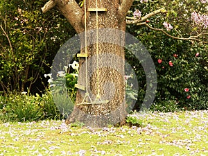 Swing in Jacaranda Tree