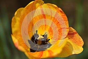 `Swing Out Sister` gorgeous orange red and yellow tulip close up unretouched