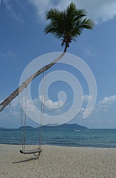 Swing on the palm tree photo