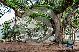 wooden bench swing on old oak tree in Harbour Town of Sea Pines Resort, Hilton Head Island, South Carolina. photo