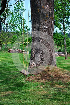 Swing under the tree in the backyard of the countryside