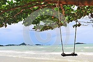 swing under a tree at the beach