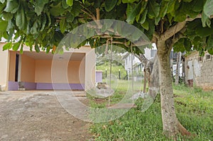 Swinger Uner Malabar-almond Tree photo
