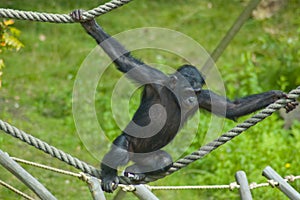 Swinging ape