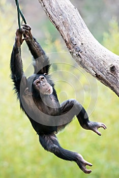 Swinging Chimp VI