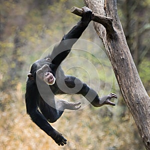 Swinging Chimp VIII