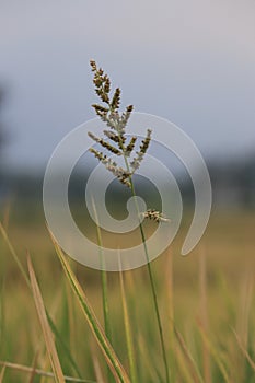 A swinging grass