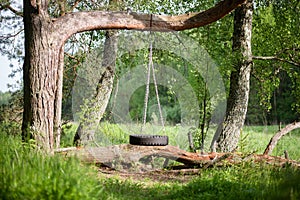 Swinging homemade tire on a tree in the summer forest. No one on the swing. Loneliness