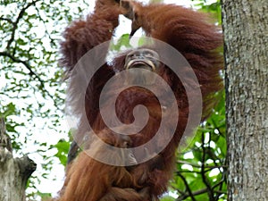 Swinging orangutan with baby