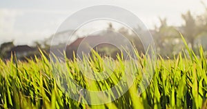 Swinging rice stalks against backdrop of rural buildings in rays of setting sun