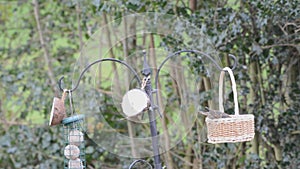 Swinging starling, Sturnus vulgaris, at a bird feeder