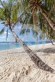 Swings on palm tree