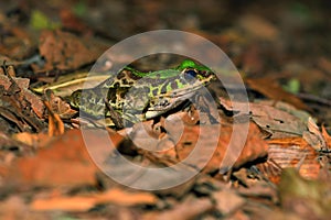 Swinhoe`s frog