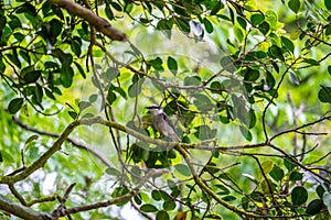 Swinhoe`s Minivet Formal Name: Pericrocotus cantonensis