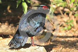 Swinhoe's pheasant