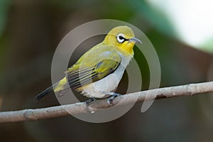 Swinhoe`s White-eye