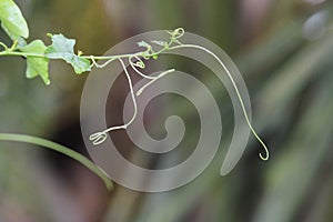 A swirl creeper of a plant after the rain stopped. Nature has so many of these wonders which makes the earth livable and beautiful