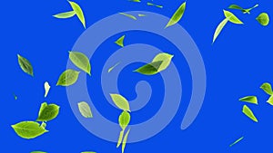 A swirl of green Tea Leaves on a blue background