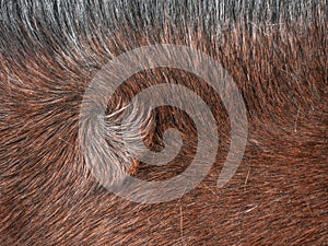 Swirl in horse fur. Typical distinguishing atribut