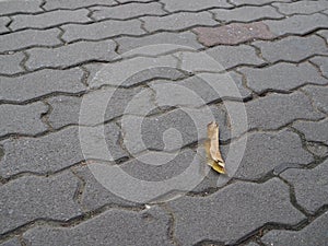 Swirl pattern cement brick tile floor with fallen leaf