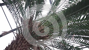 Swirl view to the palm foliage and a glasshouse ceiling