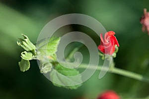 A swirled velvet edges of a red flower on a green steam with leaves over green blurried background