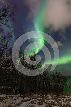 Swirling aurora borealis over birch-tree forest