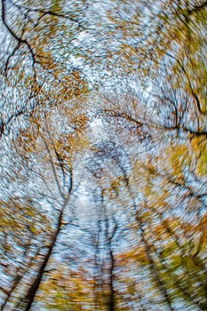 Swirling Autumnal Beech Tree Canopy in a Forest