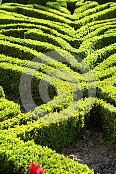 Swirling box hedges photo