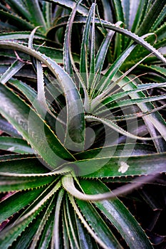 Swirling cactus leaves