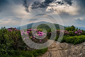 Swirling Clouds Over Jane Bald with Rhododendron