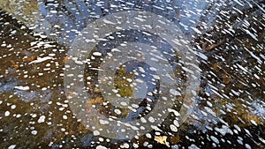 Swirling Foam on Autumn Forest Pond Surface