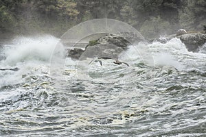 Swirling Waves and Seagulls Flying