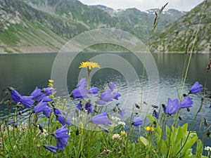 Swiss Alpine lake with flowering Campanulas landscape