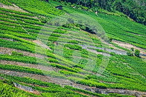 The swiss alpine town of martigny surrounded by vineyards