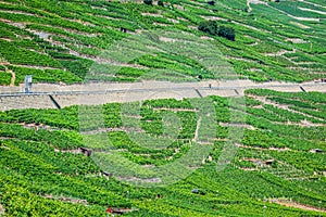 The swiss alpine town of martigny surrounded by vineyards and mo