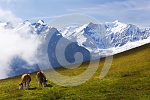 Swiss Alps above Swiss Meadows below