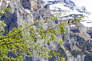 Swiss Alps. Alpine mountains. Mountain landscape. Tourist photo. Spring