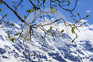 Swiss Alps. Alpine mountains. Mountain landscape. Tourist photo. Spring