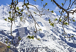 Swiss Alps. Alpine mountains. Mountain landscape. Tourist photo. Spring