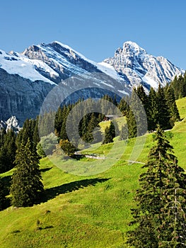 Swiss Alps and Green Meadow