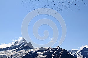 Swiss Alps: snow-covered peaks and flying birds