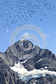 Swiss Alps: the snowy Wetterhorn and flying birds photo