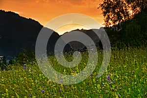 Swiss alps summer meadow sunset