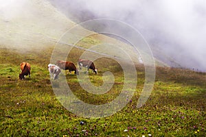 Swiss Alps, Swiss Fog, and Four Swiss Cows