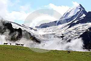 Swiss Alps: the Upper Grindelwald Glacier and cows