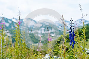 Swiss Alps Valley with Flowers. Campanula cochleariifolia wildflower in Alp meadow landscape. Beautiful view of idyllic