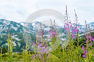 Swiss Alps Valley with Flowers. Campanula cochleariifolia wildflower in Alp meadow landscape. Beautiful view of idyllic