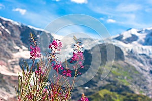 Swiss Apls with wild pink flowers