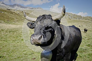 Swiss black HÃ©rense fighting cow
